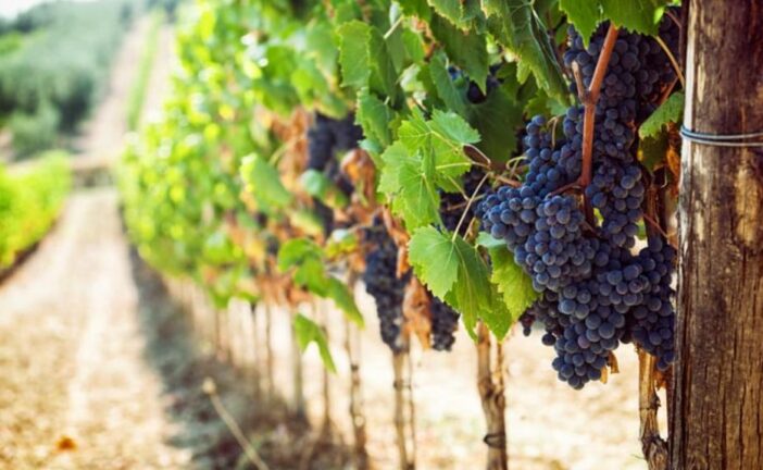 Coldiretti Siena: “Dazi Usa: vino e agroalimentare duramente colpiti”