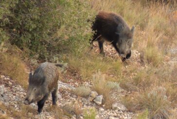 Cinghiali e aree protette: UniSi individua i rischi per gli habitat toscani