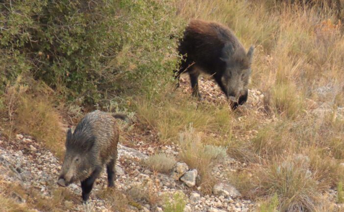 Cinghiali e aree protette: UniSi individua i rischi per gli habitat toscani