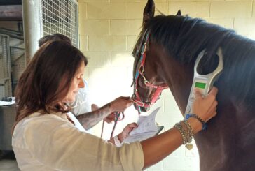 Palio dell’Assunta: l’impegno dei veterinari dell’Asl Tse