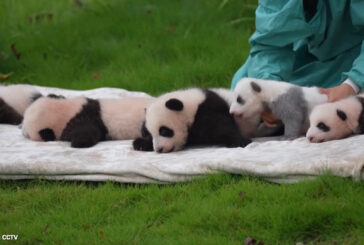Cina, prima apparizione in pubblico per un gruppo di cuccioli di panda