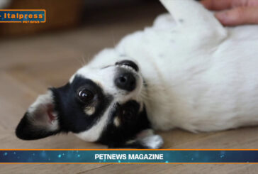 PetNews Magazine – 4/8/2025
