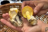 Funghi, l’importanza della prevenzione: nel 2024 oltre 60 intossicati nelle tre province
