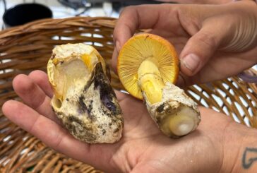 Funghi: l’importanza della prevenzione. Nel 2024 oltre 60 intossicati