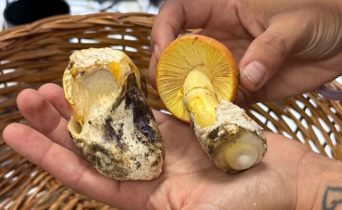 Funghi, l’importanza della prevenzione: nel 2024 oltre 60 intossicati nelle tre province