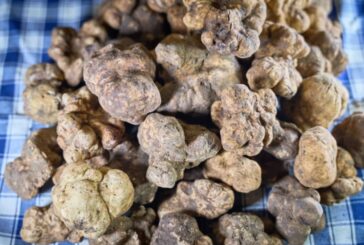 Mostra Mercato del Tartufo Bianco a San Giovanni d’Asso l’8-9 e 14-15-16 Novembre
