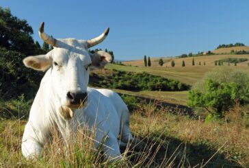 Regione: più risorse agli allevatori per l’acquisto di animali riproduttori