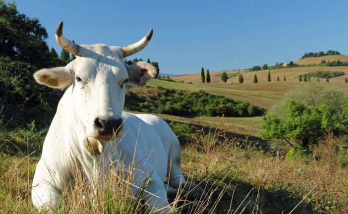 Regione: più risorse agli allevatori per l’acquisto di animali riproduttori