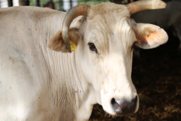 Il Consorzio di Tutela del Vitellone Bianco protagonista alla Festa della Zucca