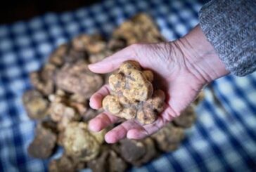 Mostra Mercato del Tartufo Bianco delle Crete Senesi: annunciato il programma