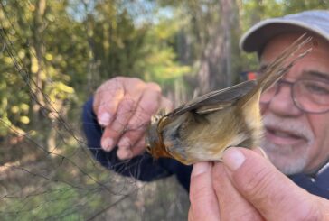 Al Lago di Montepulciano per scoprire le migrazioni degli uccelli della Riserva Naturale