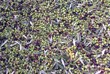 La Valdichiana Senese al centro del dibattito su oleoturismo e raccolta turistica delle olive