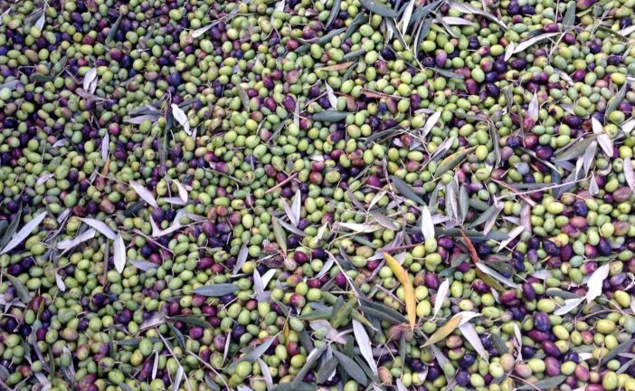 La Valdichiana Senese al centro del dibattito su oleoturismo e raccolta turistica delle olive