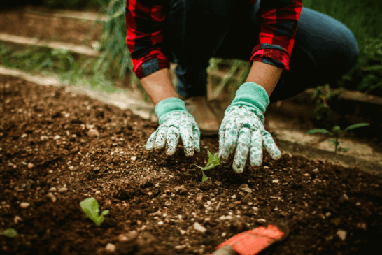 Orti urbani San Miniato: pubblicato l’avviso per l’assegnazione