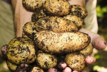 Rincari: in Mugello un’azienda fa raccogliere patate fino a riempire la borsa