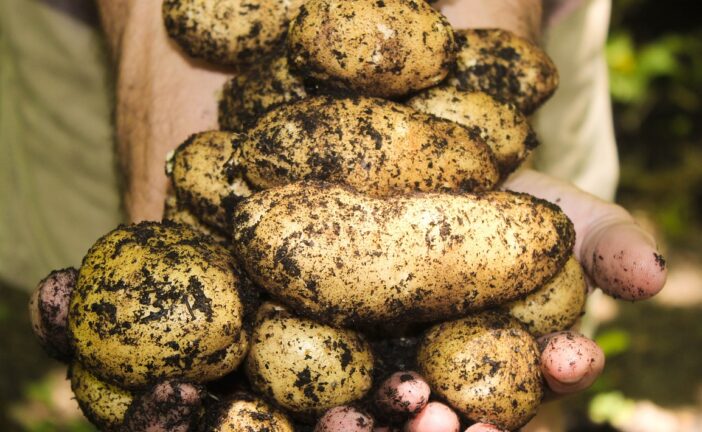Rincari: in Mugello un’azienda fa raccogliere patate fino a riempire la borsa
