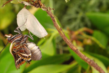 Nasce LIFE PolliNetwork: un’alleanza per salvare api e farfalle