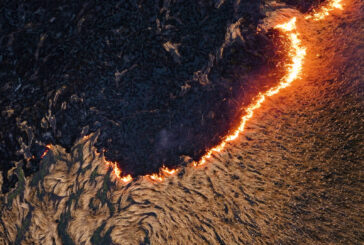 2025, anno nero per le foreste italiane