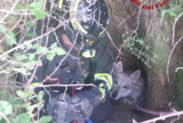 Salvato dai Vigili del fuoco un cane caduto in una buca