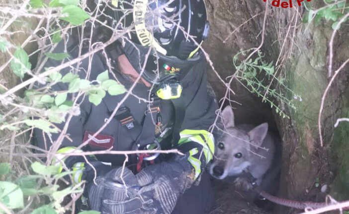 Salvato dai Vigili del fuoco un cane caduto in una buca