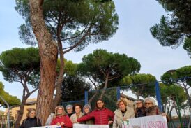 Taglio di pini: pec e protesta di Italia Nostra