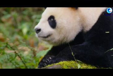 Cina, il parco nazionale del Panda Gigante santuario della biodiversità