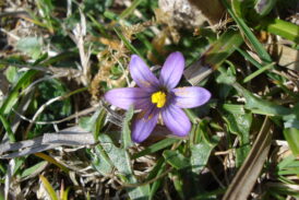 62 specie di piante a rischio di estinzione in Toscana