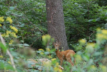 Grig: “Toscana: un piano faunistico venatorio da rivedere profondamente”