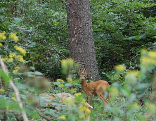 Grig: “Toscana: un piano faunistico venatorio da rivedere profondamente”
