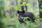 La caccia in battuta modifica i comportamenti sociali del cinghiale: indagine UniSi
