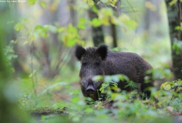 La caccia in battuta modifica i comportamenti sociali del cinghiale: indagine Unisi