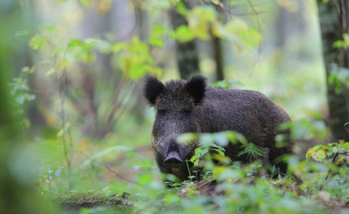 La caccia in battuta modifica i comportamenti sociali del cinghiale: indagine Unisi