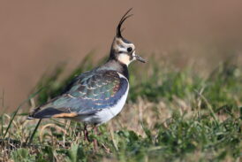 ENPA, LAC, LAV, Legambiente, Lipu e WWF diffidano la Regione