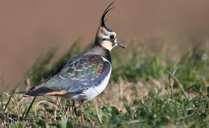 ENPA, LAC, LAV, Legambiente, Lipu e WWF diffidano la Regione