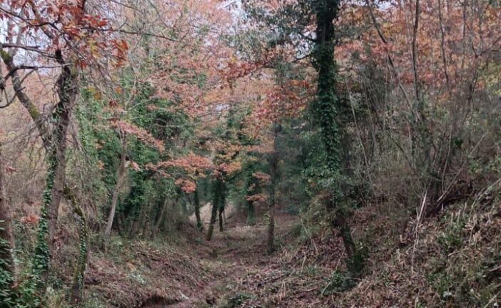 San Quirico: manutenzione ordinaria sul fosso delle Tane