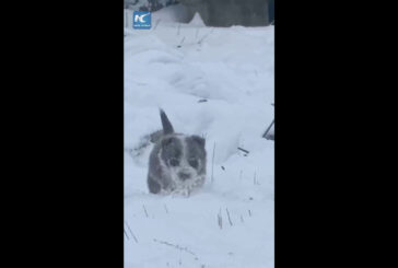 Cina, cucciolo di cane da pastore sfida la neve per radunare le pecore