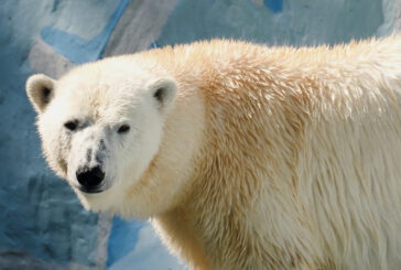 Orsi polari, il DNA si adatta al cambiamento climatico