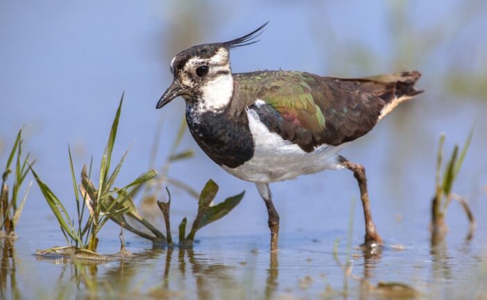 Il GrIG chiede lo stop alla caccia alla Pavoncella in Toscana