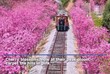 Cina, i ciliegi nello Yunnan raggiungono la piena fioritura