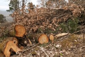 Grig: “A Castelnuovo Berardenga ancora tagli boschivi”