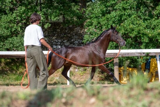 Palio: 144 i cavalli ammessi all’Albo per il Protocollo Equino