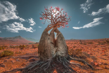 VII Concorso fotografico nazionale Siena Grosseto AIL: un successo in tutti i sensi