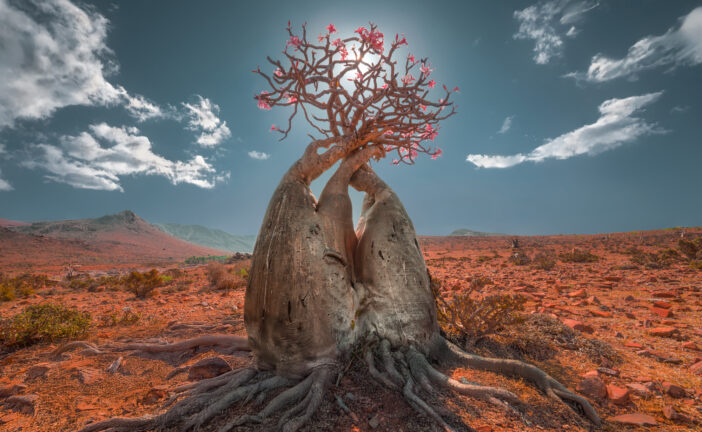 VII Concorso fotografico nazionale Siena Grosseto AIL: un successo in tutti i sensi