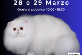 Tutti i gatti del mondo in fiera al PalaOrlandi