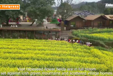 Cina, enormi distese di fiori attraggono i turisti nella provincia dell'Hunan
