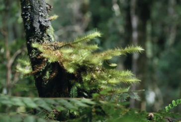 Il cambiamento climatico minaccia la biodiversità