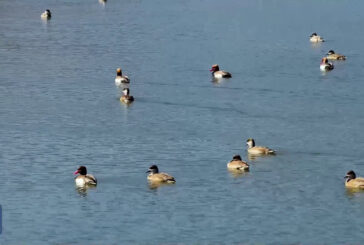 Cina, lo spettacolo degli uccelli migratori in viaggio verso Nord