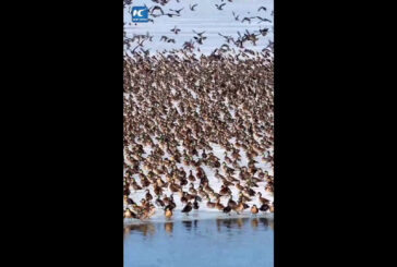 Cina, lo spettacolo degli uccelli migratori che tornano con la primavera