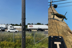 I licheni per tracciare la dispersione di microplastiche e metalli tossici in città