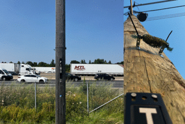 I licheni per tracciare la dispersione di microplastiche e metalli tossici in città